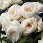 Uetersener Klosterrose Ютерзейн Клостерроуз